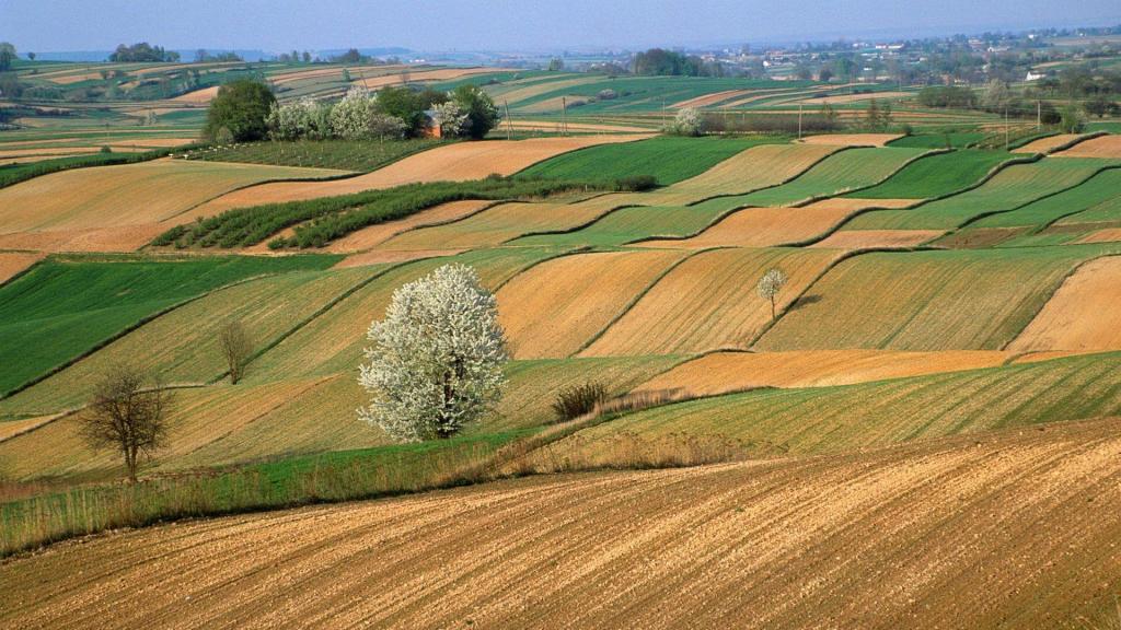 HD Image of Corn Field